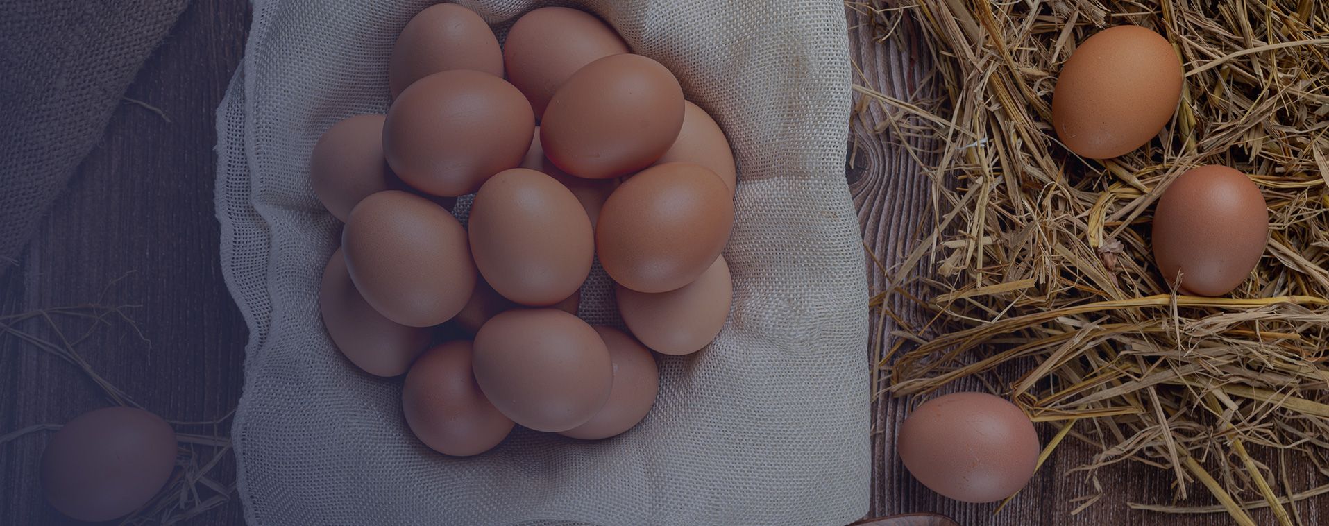 Egg Production Farm